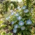 Morning Glory Flying Saucers Seeds - Ipomoea Tricolor