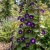 Morning Glory Grandpa Ott Seeds - Ipomoea Purpurea