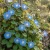 Morning Glory Heavenly Blue Seeds - Ipomoea Tricolor 2