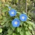 Morning Glory Heavenly Blue Seeds - Ipomoea Tricolor