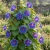 Morning Glory Japanese Blue Picotee Seeds - Ipomoea Nil 2