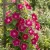 Morning Glory Japanese Red Picotee Seeds - Ipomoea Nil