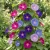 Morning Glory Mixed Seeds - Ipomoea Purpurea