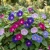 Morning Glory Mixed Seeds - Ipomoea Purpurea 2