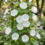 Morning Glory Pearly Gates Seeds - Ipomoea Tricolor
