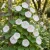 Morning Glory Shiva Seeds - Ipomoea Purpurea