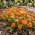 Moss Rose Orange Seeds - Portulaca Grandiflora