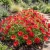 Moss Rose Red Seeds - Portulaca Grandiflora