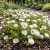 Moss Rose White Seeds - Portulaca Grandiflora
