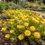 Moss Rose Yellow Seeds - Portulaca Grandiflora