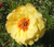 Moss Rose Yellow Seeds - Portulaca Grandiflora