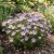 Mountain Phlox Seeds - Linanthus Grandiflorus