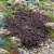 New Zealand Burr Seeds - Acaena Inermis Purpurea