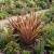 New Zealand Flax Seeds - Phormium Tenax New Hybrids