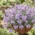 Night Scented Stock Seeds - Matthiola Bicornis 2