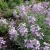 Night Scented Stock Seeds - Matthiola Bicornis