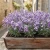 Night Scented Stock Seeds - Matthiola Bicornis 3