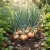 Onion Sweet Spanish Yellow Non GMO Seeds - Allium Cepa