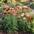 Oriental Poppy Mix Seeds - Papaver Orientale