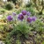 Pasque Flower Violet Seeds - Pulsatilla Vulgaris