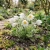Pasque Flower White Seeds - Pulsatilla Vulgaris Alba