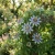 Passion Flower Blue Seeds - Passiflora Caerulea