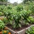 Pepper Hot Early Jalapeno Non GMO Seeds - Capsicum Annuum
