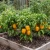 Pepper Sweet Golden California Wonder Seeds - Capsicum Annuum