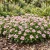 Periwinkle Dwarf Pink Little Delicata Seeds - Catharanthus Roseus