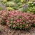 Periwinkle Dwarf Rose Little Delicata Seeds - Catharanthus Roseus