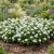 Periwinkle Dwarf White Little Blanche Seeds - Catharanthus Roseus