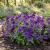 Petunia Laura Bush Seeds - Petunia X Violacea Solanaceae