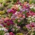 Phlox Mix Seeds - Phlox Drummondii