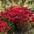 Phlox Red Seeds - Phlox Drummondii