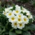 Primrose English Accord White Seeds - Primula Vulgaris