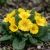Primrose English Accord Yellow Seeds - Primula Vulgaris