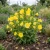 Primrose Evening Non GMO Seeds - Oenothera Lamarckiana
