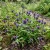 Prunella Self Heal Non GMO Seeds - Prunella Vulgaris