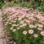 Pyrethrum Robinson's Rose Seeds - Chrysanthemum Coccineum