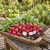 Radish Champion Seeds - Raphanus Sativus