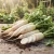Radish Daikon Oriental Organic Seeds - Raphanus Sativus