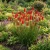 Red Hot Poker Torch Lily Seeds - Kniphofia Uvaria Royal Castle