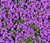 Rock Cress Purple Seeds - Aubrieta Deltoidea