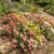 Rock Rose Mutabile Mix Seeds - Helianthemum Nummularium