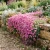 Rock Soapwort Pink Seeds - Saponaria Ocymoides