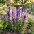 Rocket Larkspur Seeds - Delphinium Consolida Ajacis