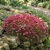 Rockfoil Rose Robe Seeds - Saxifraga Arendsii