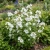 Rose Mallow White Seeds - Lavatera Trimestris