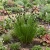 Rush Swordleaf Seeds - Juncus Ensifolius