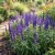 Sage Blue Non GMO Seeds - Salvia Farinacea